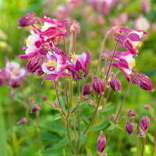 Image result for Akelei