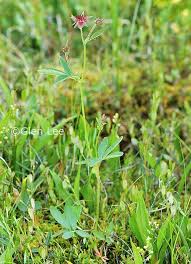Attēlu rezultāti vaicājumam “Comarum palustre leaf”