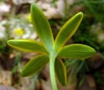 Attēlu rezultāti vaicājumam “Gagea pratensis”