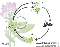 Attēlu rezultāti vaicājumam “Acyrthosiphon”