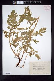 Attēlu rezultāti vaicājumam “Potentilla supina”