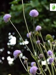 Image result for Succisa pratensis