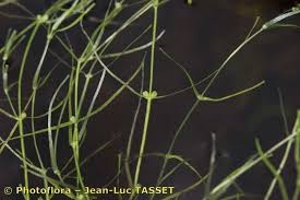 Attēlu rezultāti vaicājumam “Callitriche verna flower”