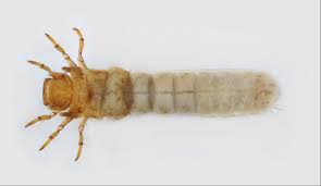 Attēlu rezultāti vaicājumam “Geocrypta galii larva”