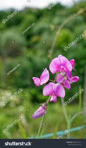 Attēlu rezultāti vaicājumam “Lathyrus tuberosus”