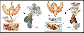 Attēlu rezultāti vaicājumam “Setina irrorella”