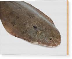 Image result for Solea solea