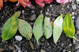 Attēlu rezultāti vaicājumam “Antirrhinum majus leaf”