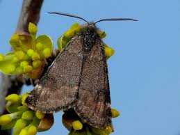 Attēlu rezultāti vaicājumam “Boudinotiana notha”