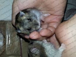 Image result for хомек