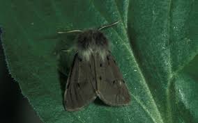 Attēlu rezultāti vaicājumam “Diaphora mendica female”