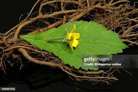 Image result for Potentilla tormentilla