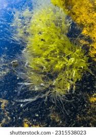 Attēlu rezultāti vaicājumam “Enteromorpha sp.”