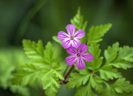 Attēlu rezultāti vaicājumam “Geranium robertianum flower”