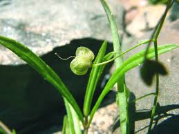 Attēlu rezultāti vaicājumam “Veronica scutellata”