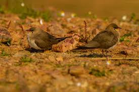 Image result for Glareola pratincola