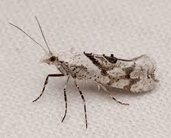 Attēlu rezultāti vaicājumam “Ypsolopha asperella”