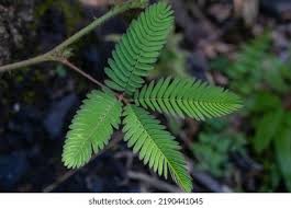 Image result for pohon semalu images