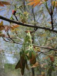 Attēlu rezultāti vaicājumam “Acer saccharinum fruit”