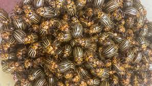 Attēlu rezultāti vaicājumam “Leptinotarsa decemlineata”