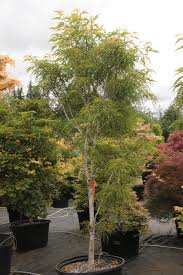 Attēlu rezultāti vaicājumam “Acer platanoides”