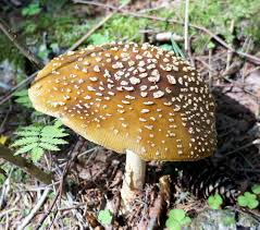 Attēlu rezultāti vaicājumam “Lactarius lygniotus”