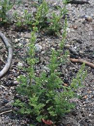 Image result for Chenopodium botrys