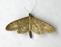 Attēlu rezultāti vaicājumam “Anania lancealis”