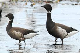 Attēlu rezultāti vaicājumam “Branta bernicla adult”