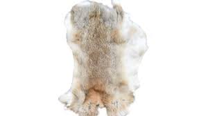 Image result for white rabbit skin texture