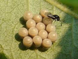 Attēlu rezultāti vaicājumam “Pentatomidae eggs”