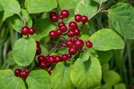 Attēlu rezultāti vaicājumam “Lonicera xylosteum leaf”