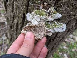 Attēlu rezultāti vaicājumam “Cerrena unicolor”