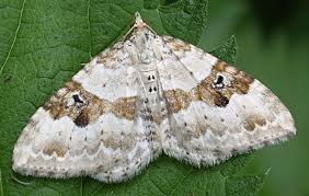 Attēlu rezultāti vaicājumam “Xanthorhoe montanata”