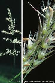 Attēlu rezultāti vaicājumam “Calamagrostis canescens”
