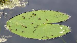 Attēlu rezultāti vaicājumam “Galerucella nymphaeae”