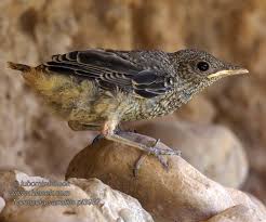 Image result for Monticola saxatilis