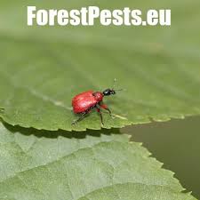 Attēlu rezultāti vaicājumam “Brachonyx pineti”