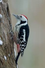 Attēlu rezultāti vaicājumam “Dendrocopos medius adult”
