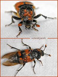 Attēlu rezultāti vaicājumam “Nicrophorus vespillo”