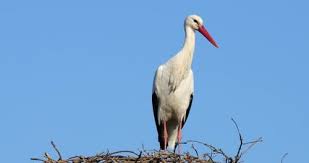 Attēlu rezultāti vaicājumam “Ciconia ciconia adult”