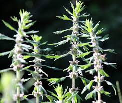 Attēlu rezultāti vaicājumam “Leonurus quinquelobatus”