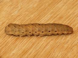 Attēlu rezultāti vaicājumam “Noctua fimbriata larva”