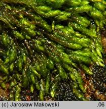 Attēlu rezultāti vaicājumam “Pterigynandrum filiforme”