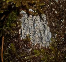 Attēlu rezultāti vaicājumam “Thelotrema lepadinum”