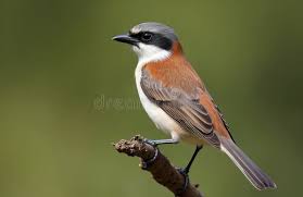 Attēlu rezultāti vaicājumam “Lanius collurio”