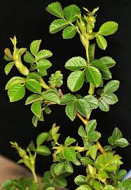 Attēlu rezultāti vaicājumam “Rosa subcanina leaf”