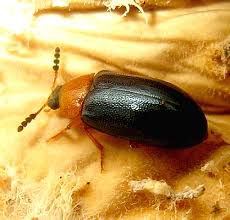 Attēlu rezultāti vaicājumam “Tetratoma fungorum”