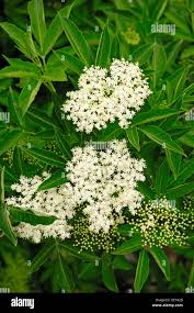 Attēlu rezultāti vaicājumam “Sambucus nigra flower”