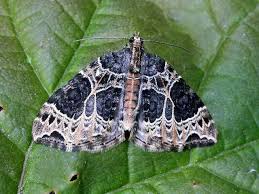 Attēlu rezultāti vaicājumam “Ecliptopera silaceata”